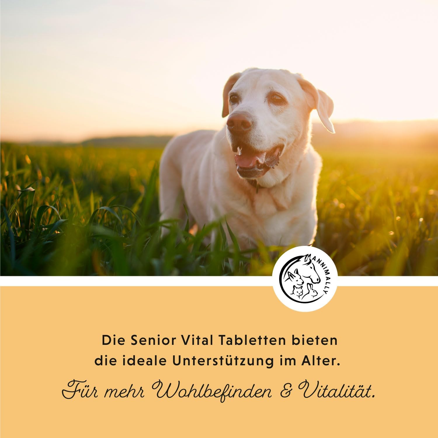 Annimally Senior Vital 120 Joint Tablets for Dogs with MSM, Ginger, Incense, Spirulina - Mobility and Wellness for Joints, Cartilage and Connective Tissue - Image 3