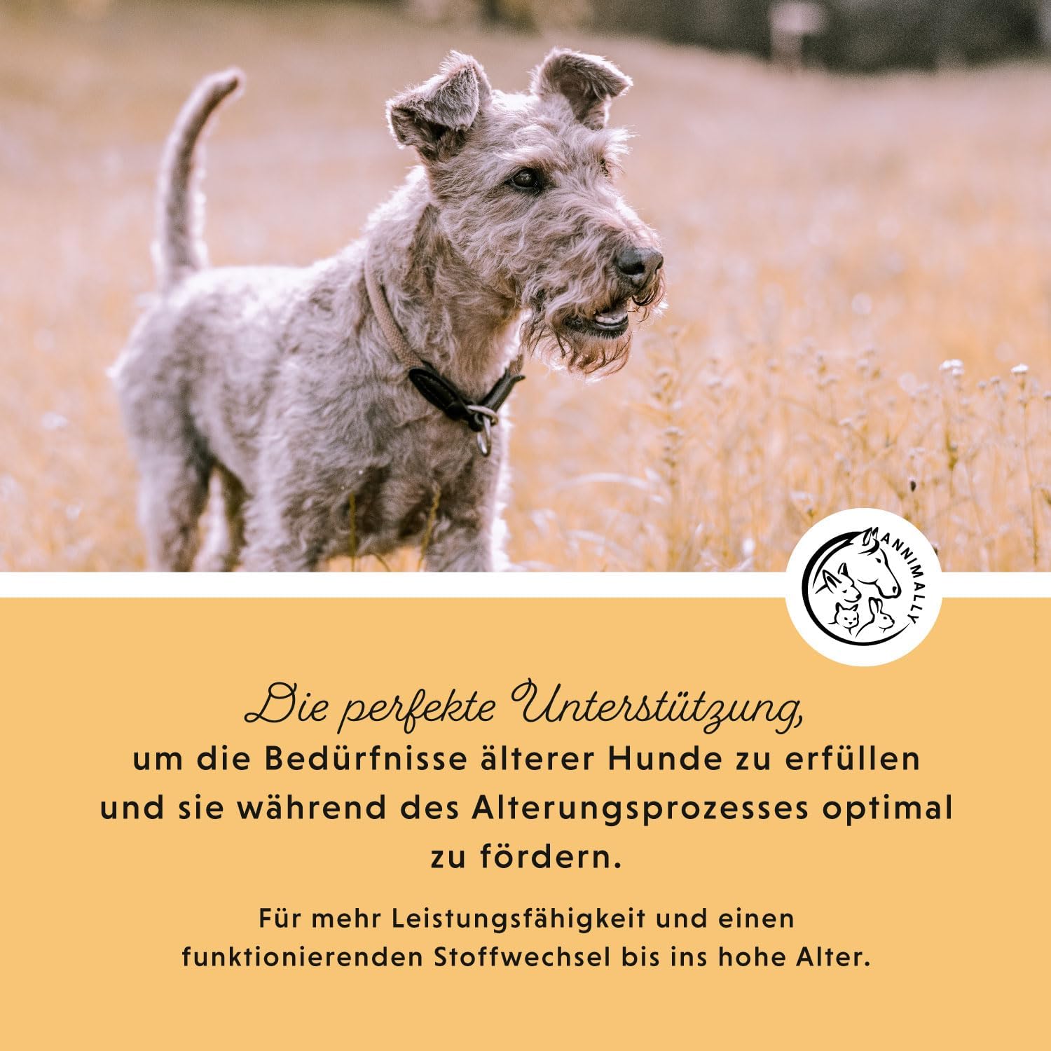 Annimally Senior Vital 120 Joint Tablets for Dogs with MSM, Ginger, Incense, Spirulina - Mobility and Wellness for Joints, Cartilage and Connective Tissue - Image 4