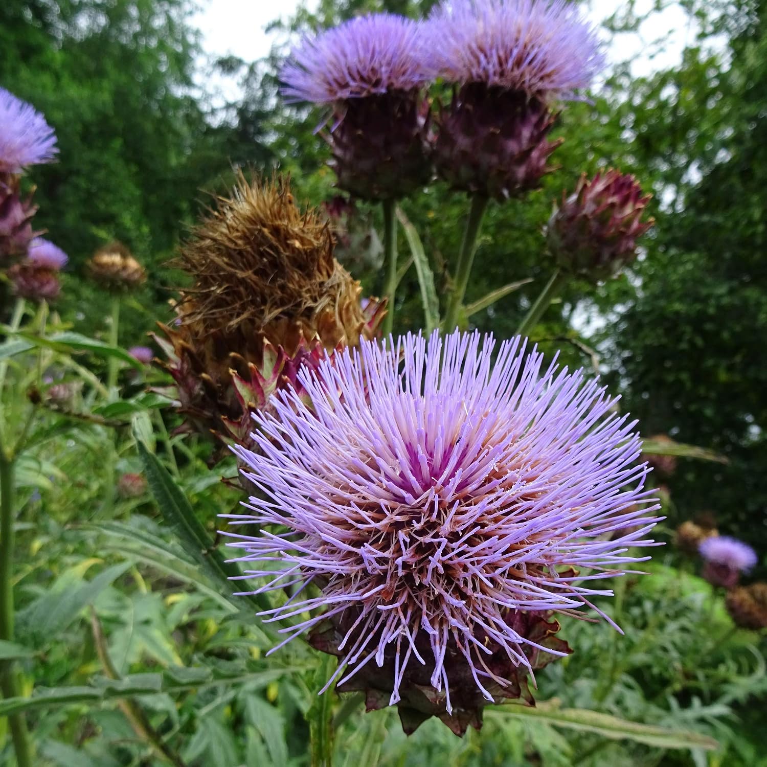 Artichoke (Cynara scolymus) in approx. 20 seeds - Image 4