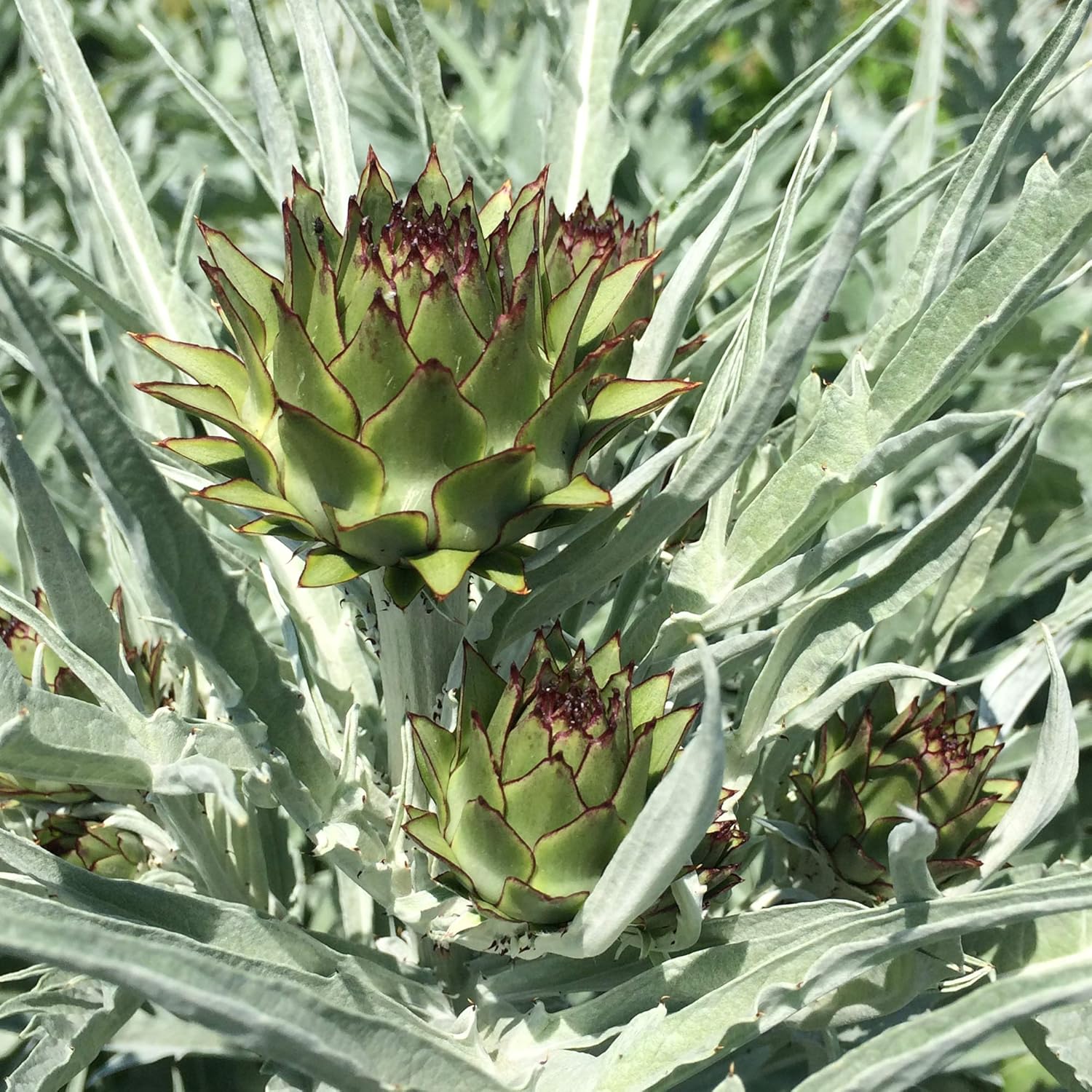Artichoke (Cynara scolymus) in approx. 20 seeds - Image 5