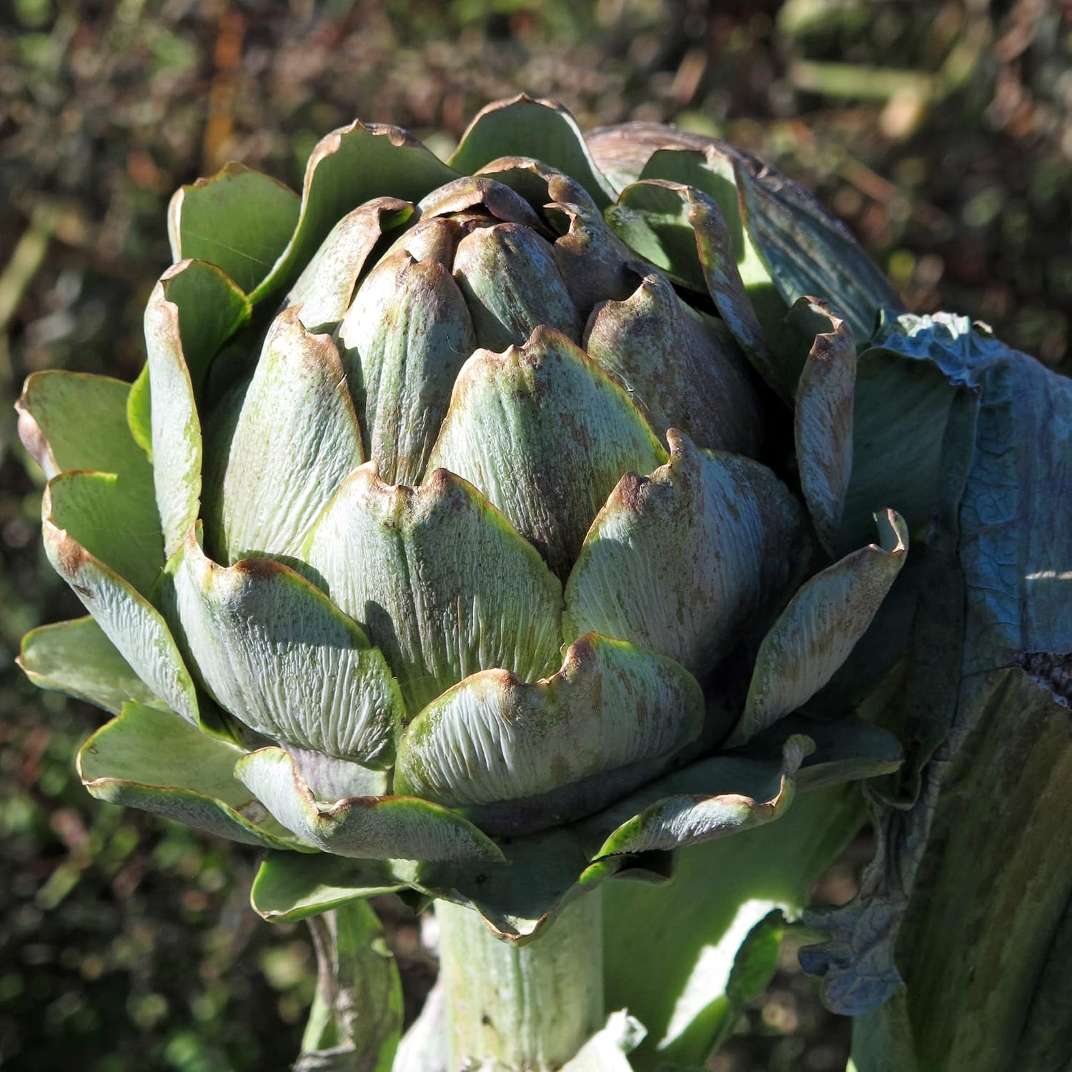 Artichoke (Cynara scolymus) in approx. 20 seeds - Image 6