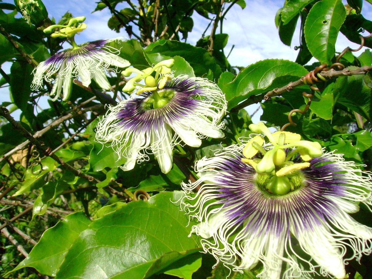 25 Passiflora Edulis Passiflora Seeds - Edible Climbing Plant from South America - Image 2