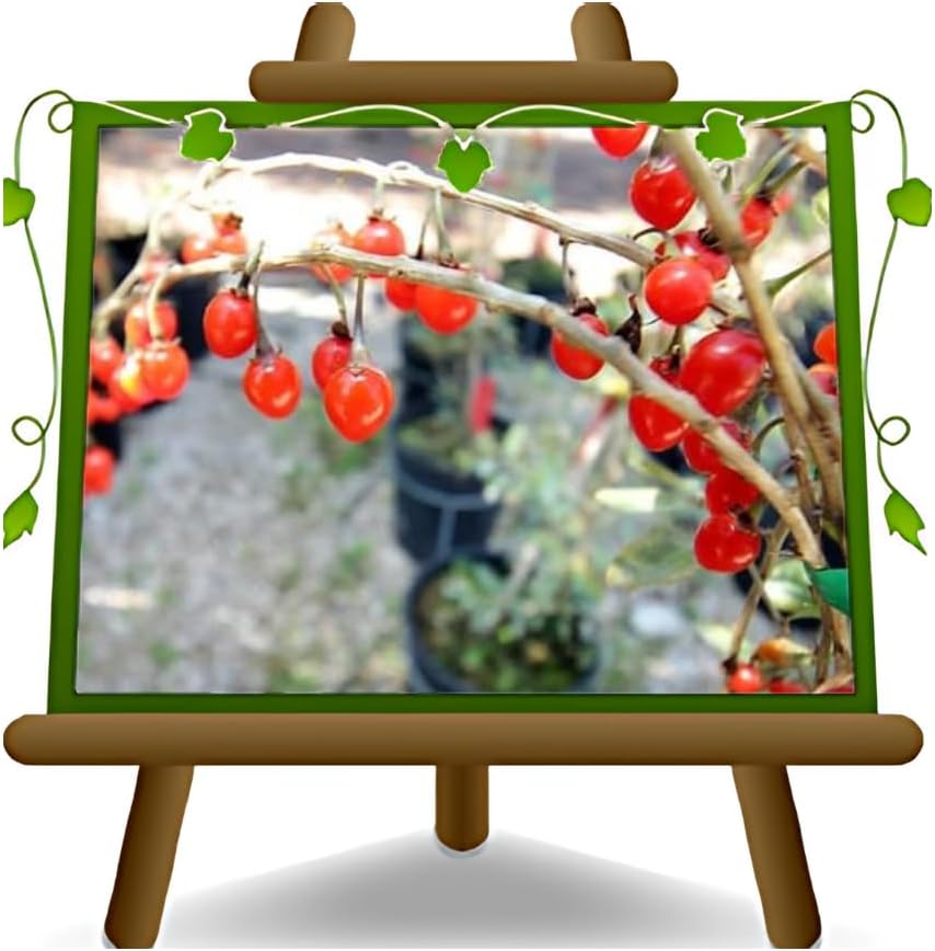 Goji Barbarum – Plant from Fruit on Vase 10×10 cm – Height 40~50 cm – 1 Year Old - Image 2