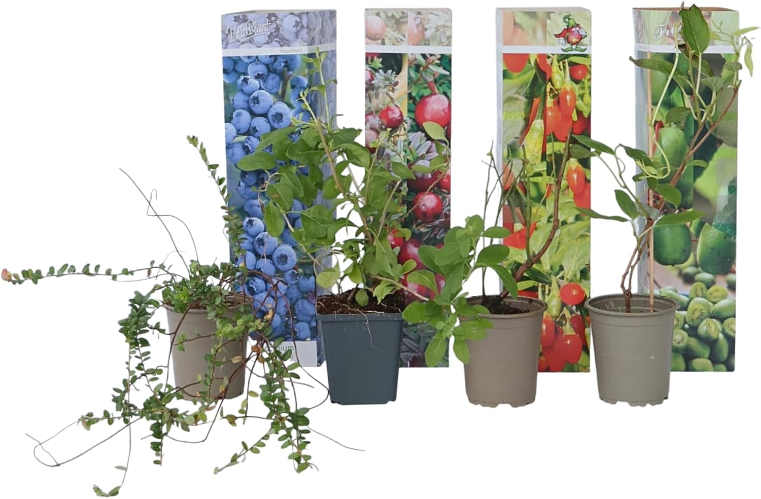 Plant in a Box - Smoothie Mix 4 - Goji Berry, Blueberry, Cranberry, Kiwi Berry - Rustic Fruit Trees - Pot 9 cm - Height 25-40 cm - Image 2