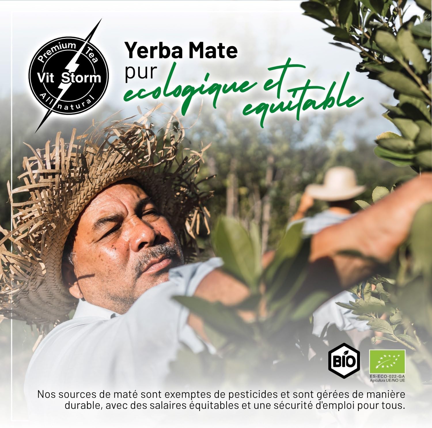 VITSTORM® Slim Yerba Mate Cardamom - Energy Drink & Detox Herbal Tea Liver – Organic Draining Tea - Dandelion - Loose Infusion 100g - Image 11