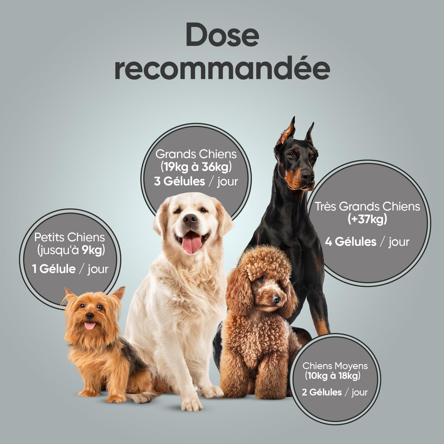 Dog Probiotic, 120 Capsules - 2.5 Billion CFUs per Serving, with Natural Ingredients, Digestive Enzymes and Dog Probiotics - Soluble Fiber, 95% Fructanes (FOS) - Image 8