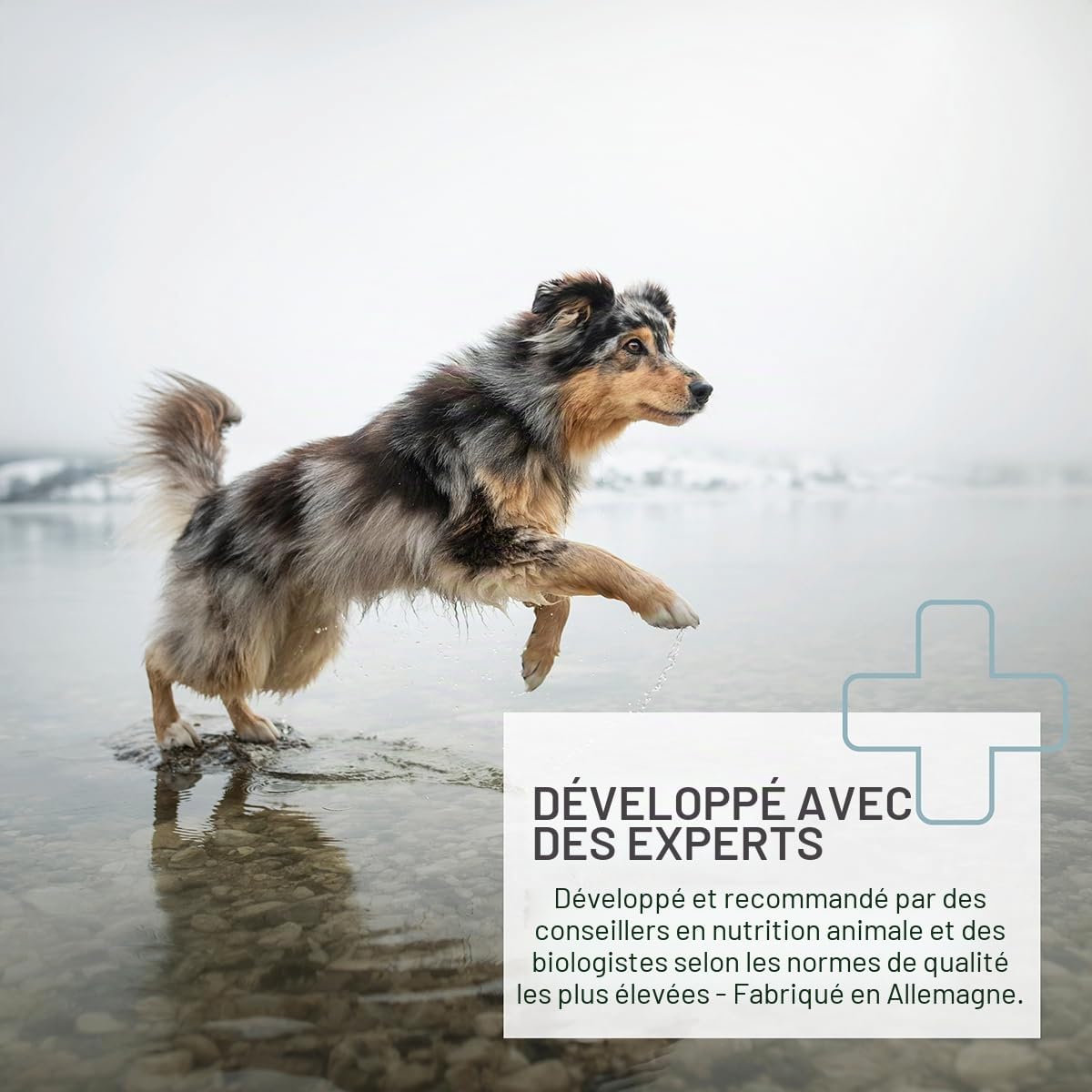 ReaVET Chlorella Tablets for Dogs 500 Pieces - High Dose Food Grade, Microalgae Support Skin and Coat - Image 4
