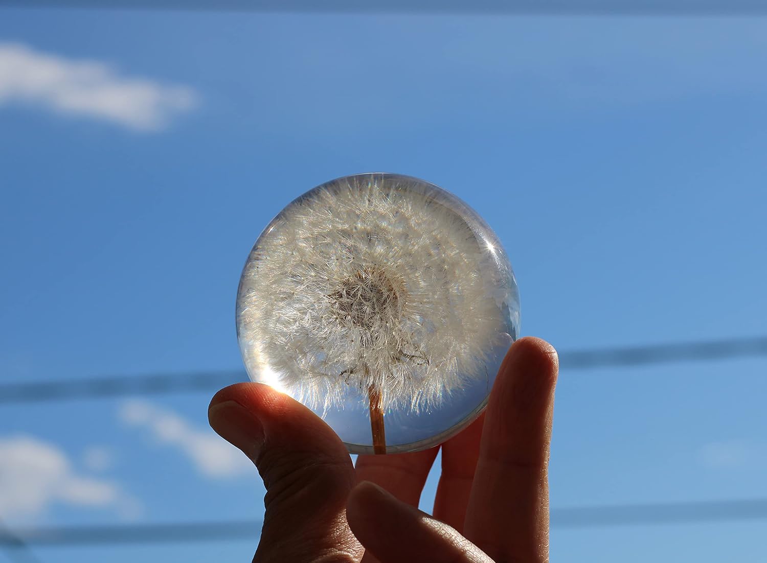 COREFLEX Real Dandelion Paperweight in Resin Ball in Gift Box 70mm Office Decoration Birthday Wedding Valentine's Day Gift - Image 4