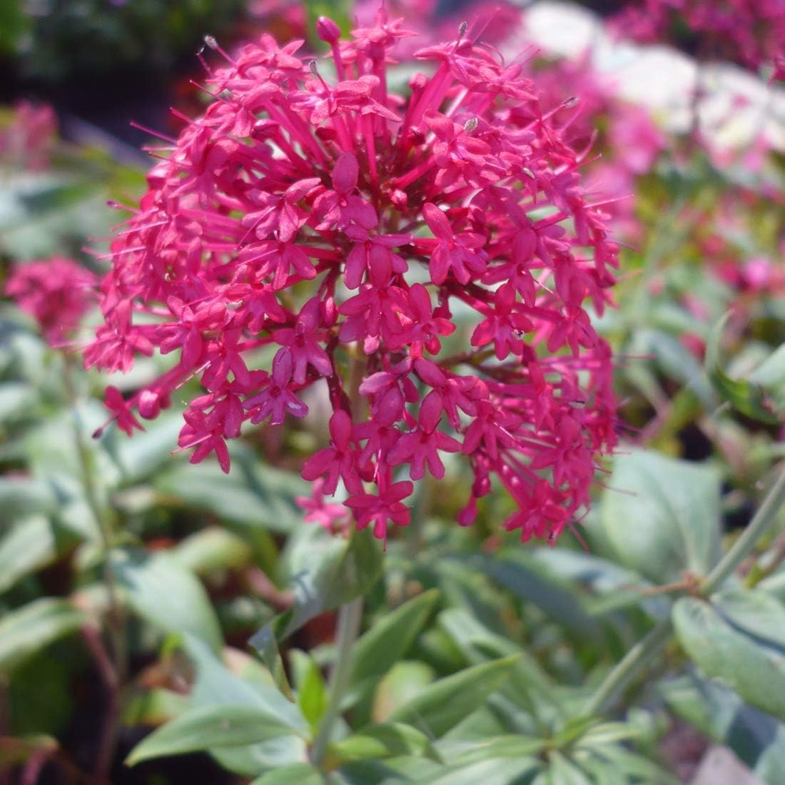 6 x Valerian 'Coccineus' - Centranthus Ruber 'Coccineus' - Bucket 9x9 cm - Bright red flowers, rustic - Image 2