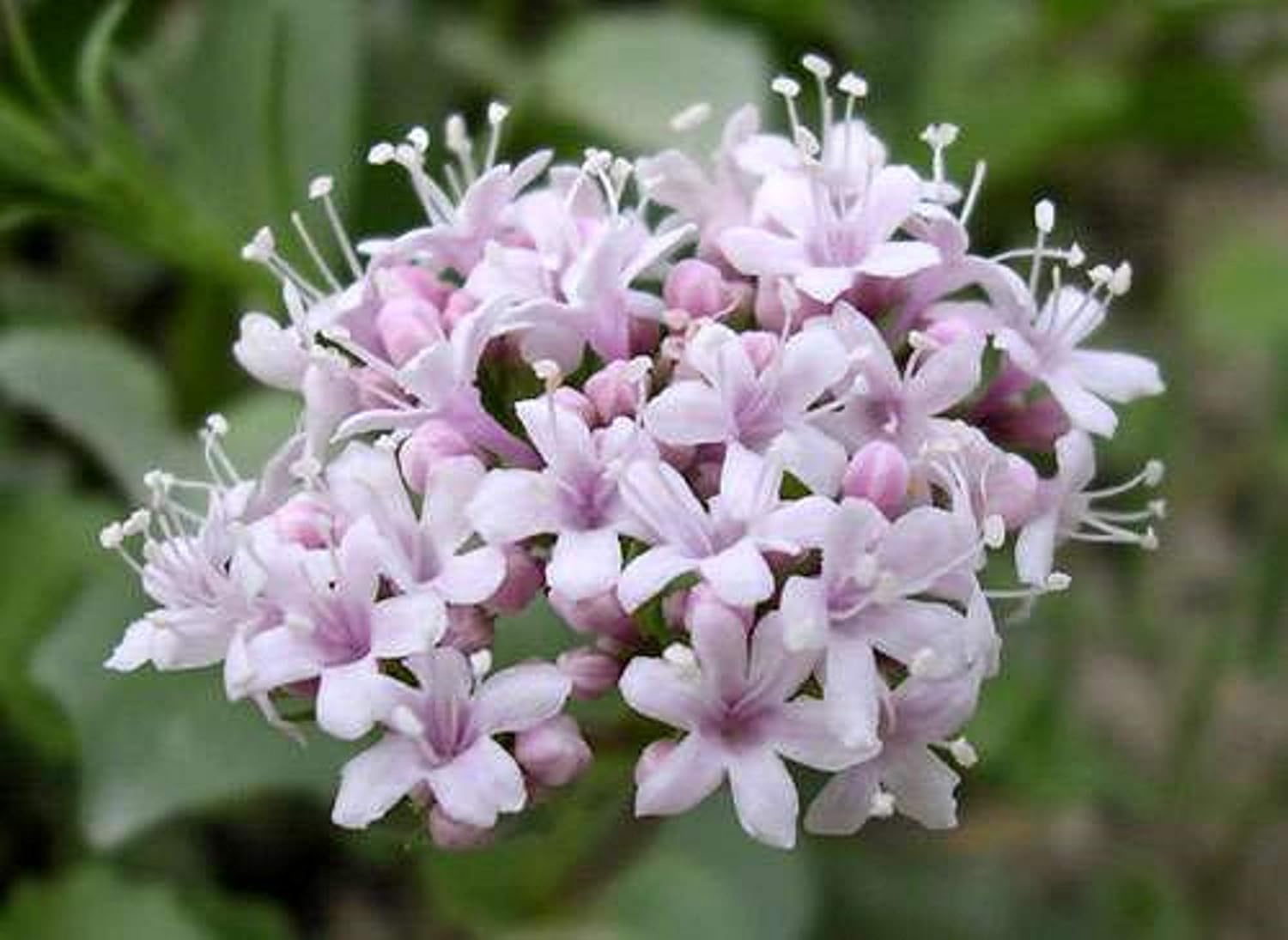 150 Valerian Seeds Officinal - medicinal plant - reproducible peasant seeds - SemiSauvage - Image 2
