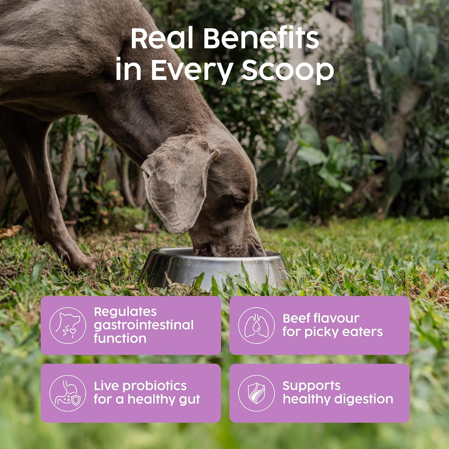 Probiotics for Dogs, Gut Health Supplement 100g - Advanced Probiotic Powder for Dogs with Prebiotics for Digestive and Immune Support - Image 4
