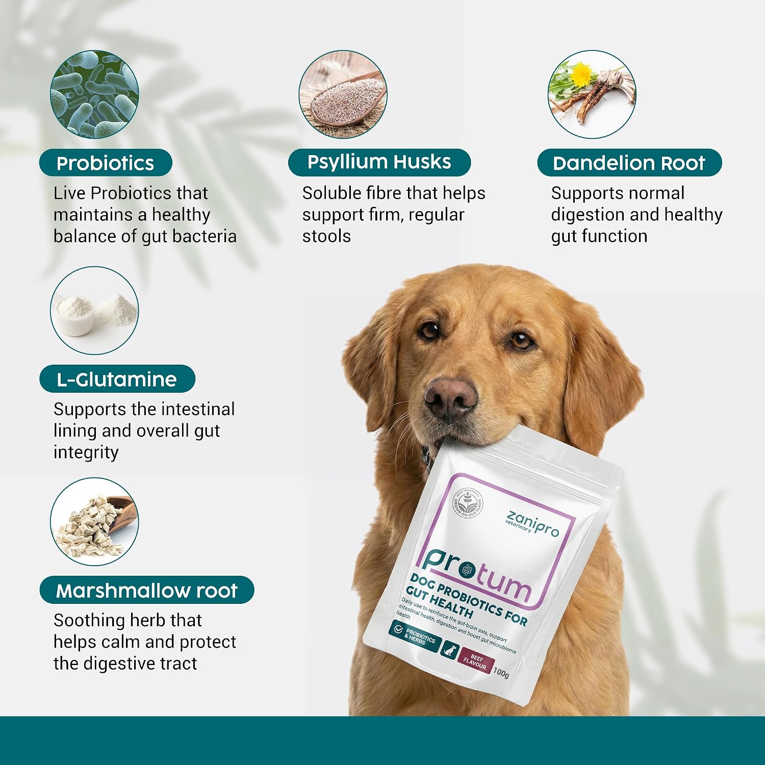 Probiotics for Dogs, Gut Health Supplement 100g - Advanced Probiotic Powder for Dogs with Prebiotics for Digestive and Immune Support - Image 5