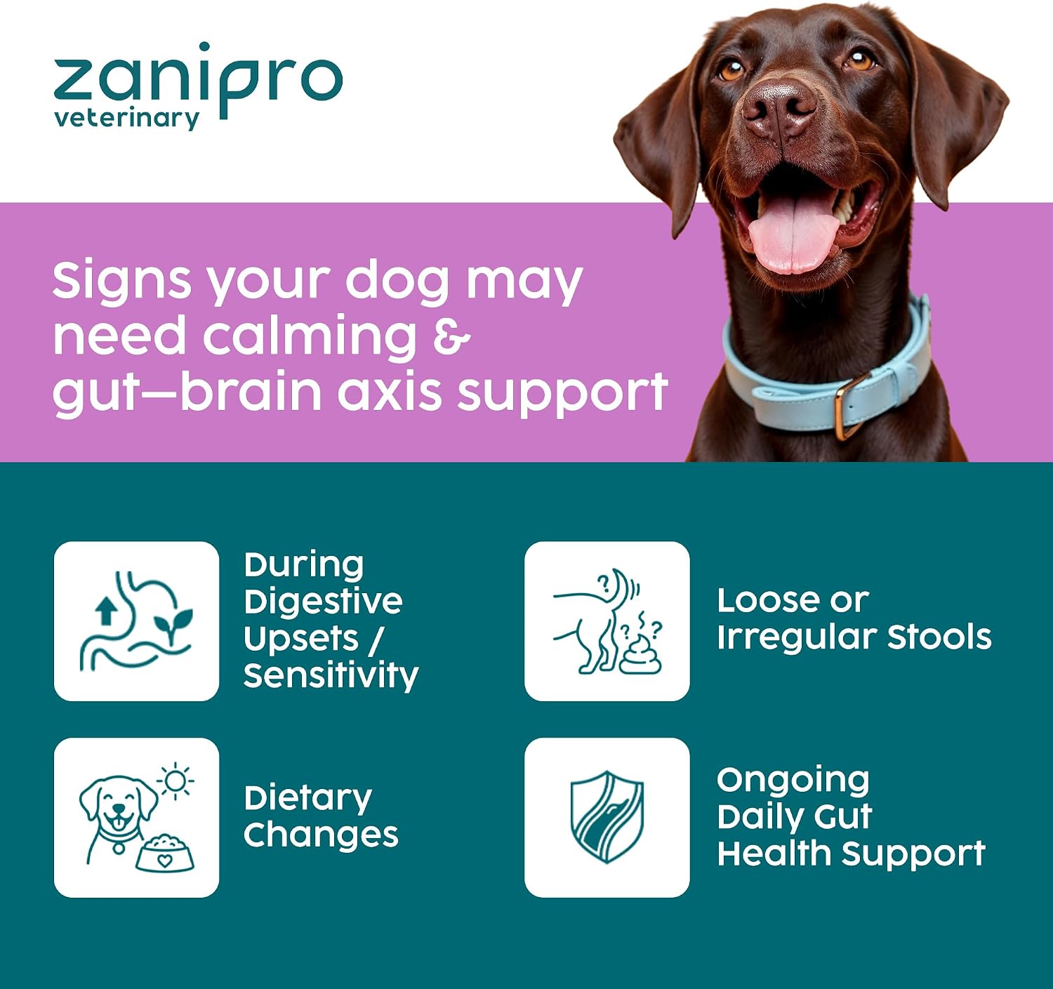 Probiotics for Dogs, Gut Health Supplement 100g - Advanced Probiotic Powder for Dogs with Prebiotics for Digestive and Immune Support - Image 6