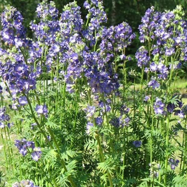 6 x Greek Valerian - Polemonium Caeruleum - Bucket 9x9cm - Image 3