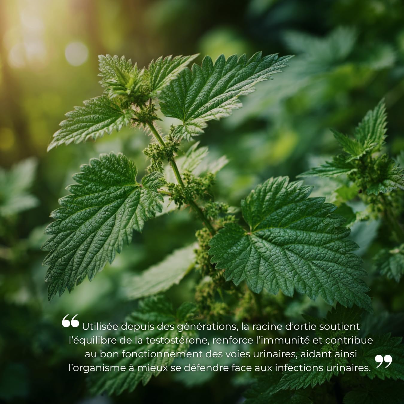 Nettle Root Dietary Supplement – Natural Capsules – Urinary and Prostate Comfort, Drainage, Kidney Elimination and Vitality – Concentrated Spicy Nettle - Image 3