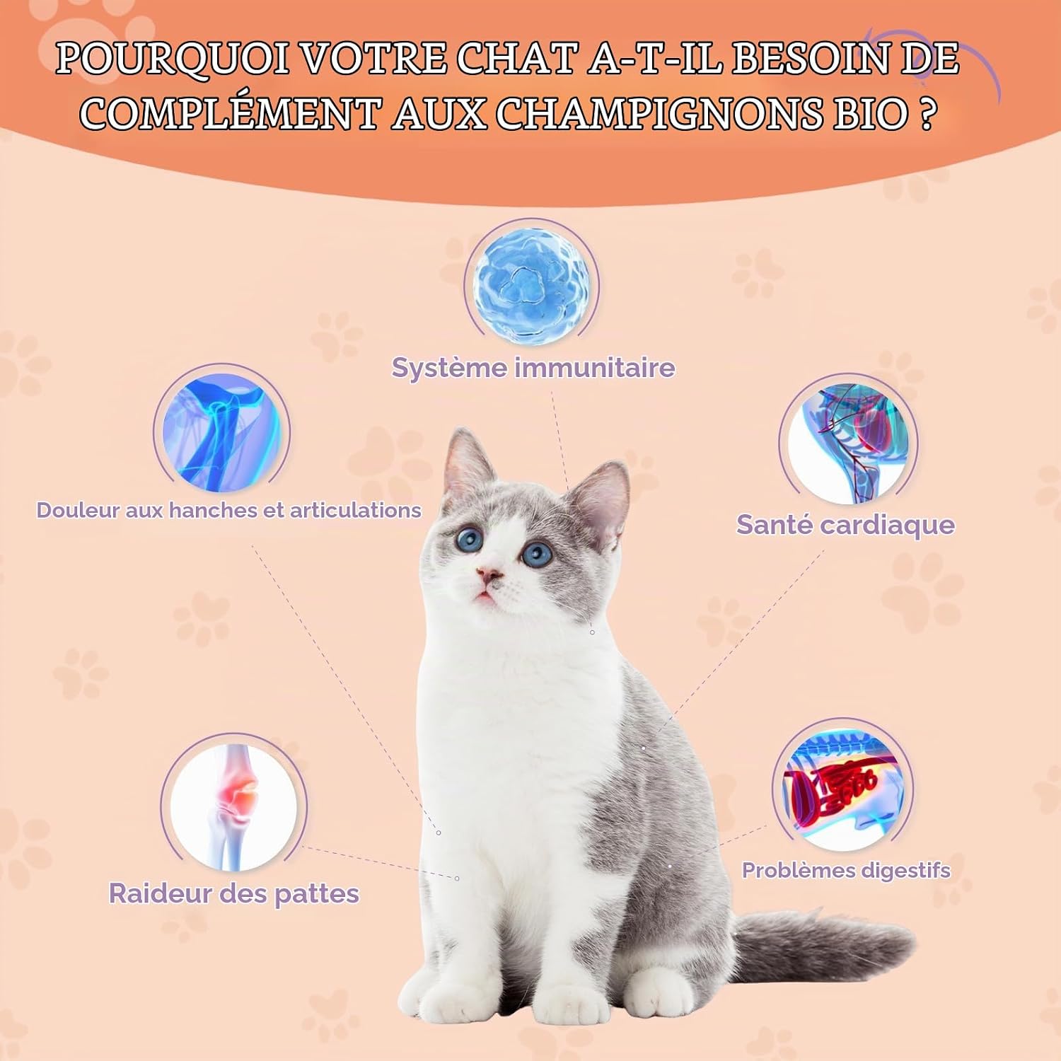 Cat Collagen, Skin & Coat Support, Joints & Immunity - Image 4