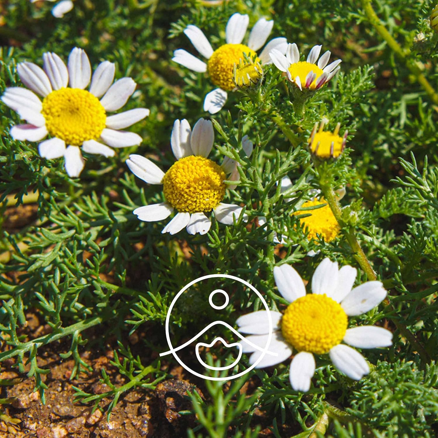 FLORIHANA – Hydrosol (Floral Water) of Organic Roman Chamomile – 100% Pure & Natural – 1L - Purifying and Calming - Made in France - Image 3