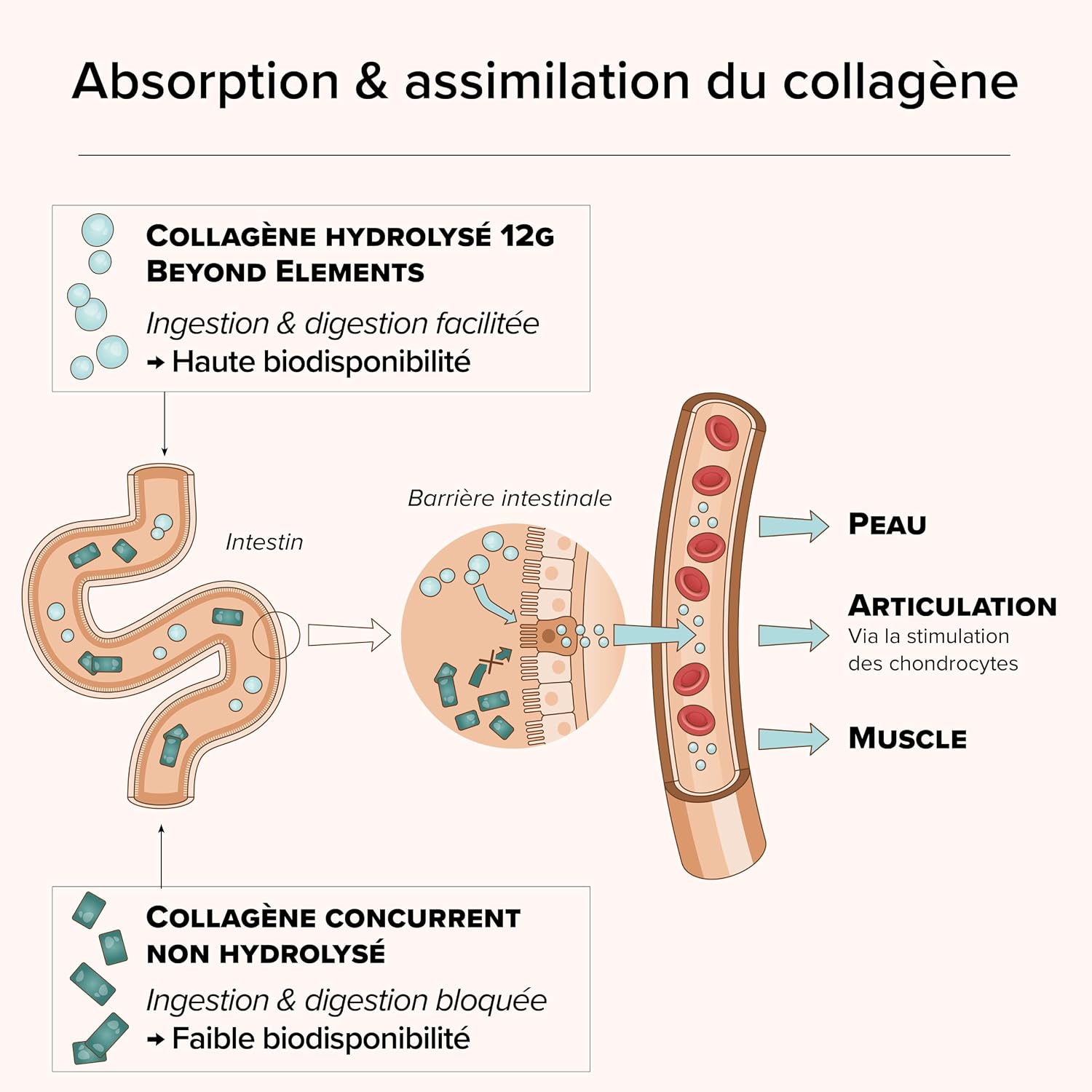 Collagen 12,000mg & Vitamin C – Skin & Joints – High Dosage - Image 5