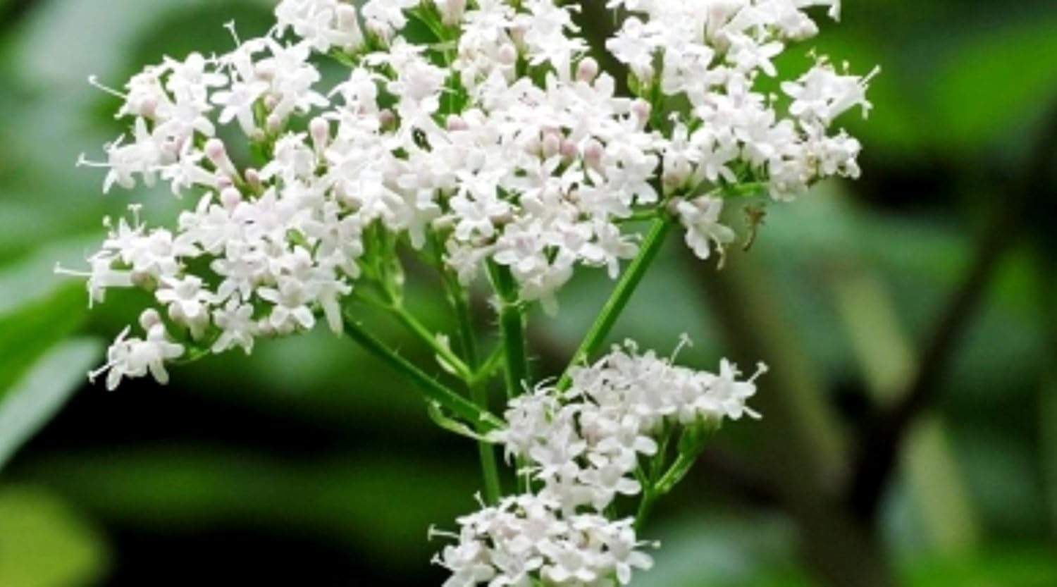 150 Valerian Seeds Officinal - medicinal plant - reproducible peasant seeds - SemiSauvage - Image 3