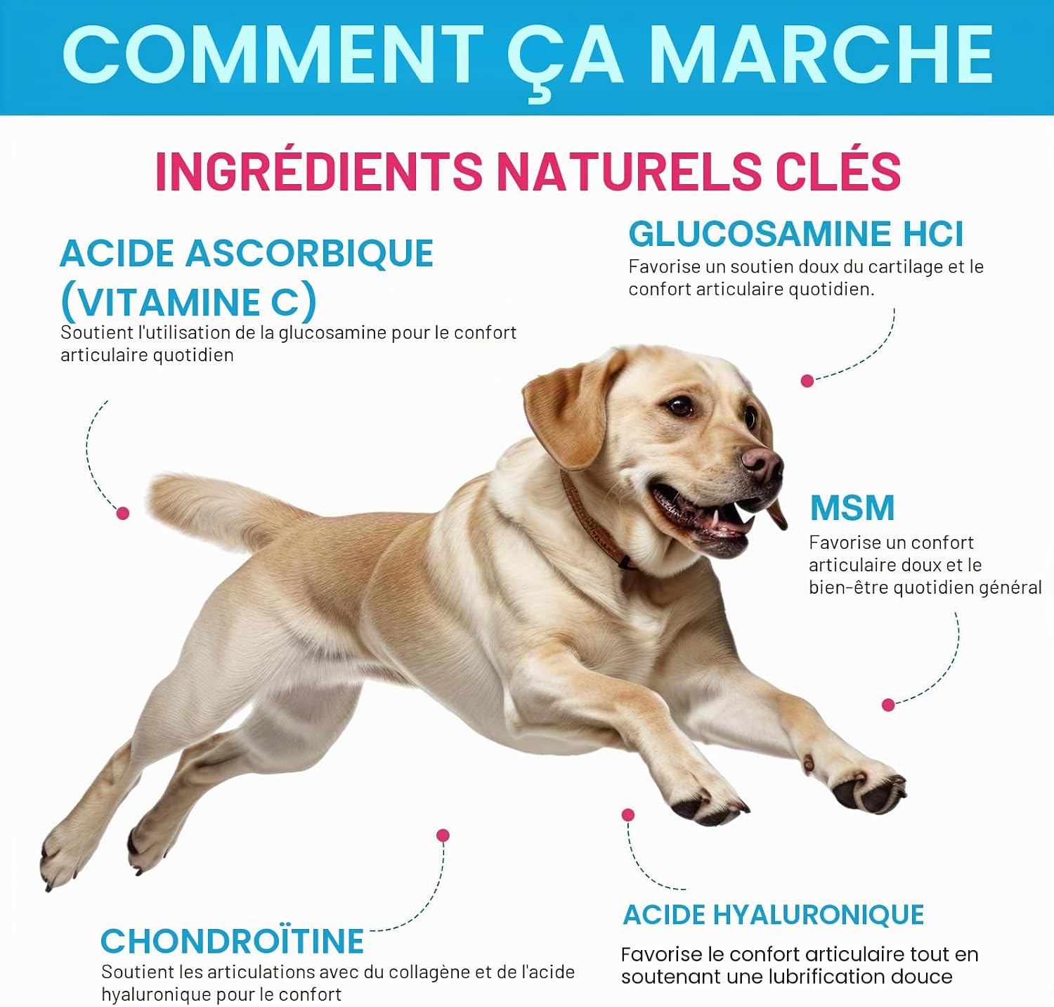 Dog Joint Supplement 120ml, Glucosamine for Dogs with Chondroitin, MSM, Hyaluronic Acid Collagen Type II, Joint Support Dog, Liquid Food Supplement for Small and Large Dogs - Image 4