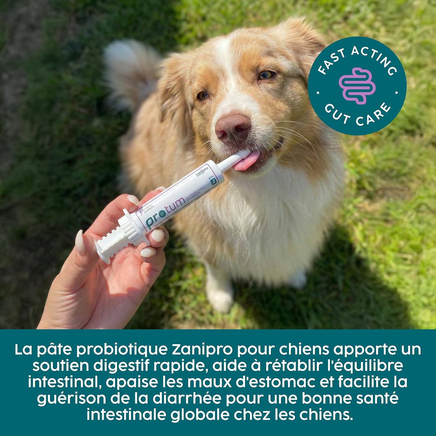 Veterinary Probiotic Dog Paste 60 ml - Relieves Digestive Enzymes, Support Gut Flora, Anti Diarrhea, Prebiotics and Probiotics, 100% Natural Ingredients | Beef - Image 3