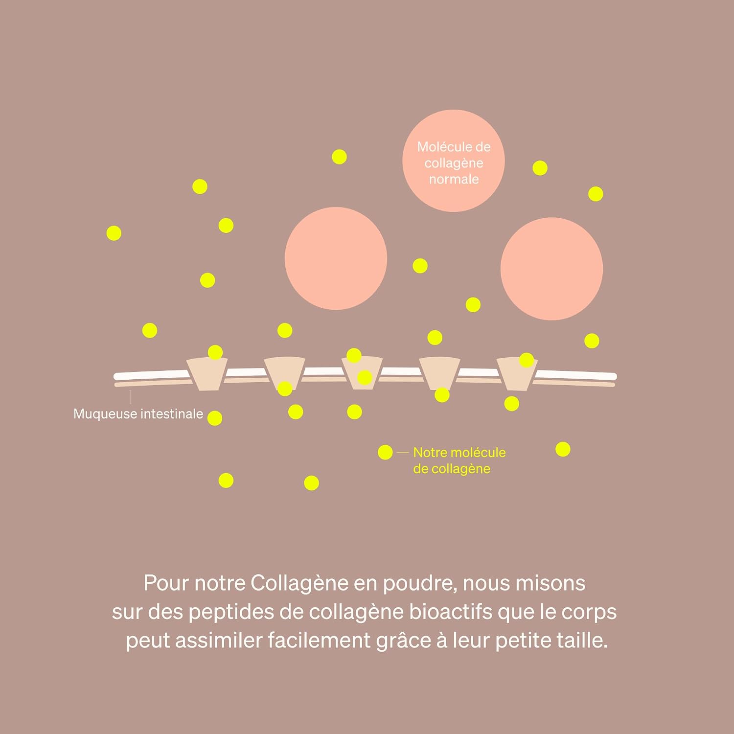 Collagen Powder 500 g - Collagen Hydrolysate Peptides - Collagen Type 1 & 3 - Neutral Taste, Perfect Solubility, Natural, Laboratory Controlled and Produced in Germany - Image 6