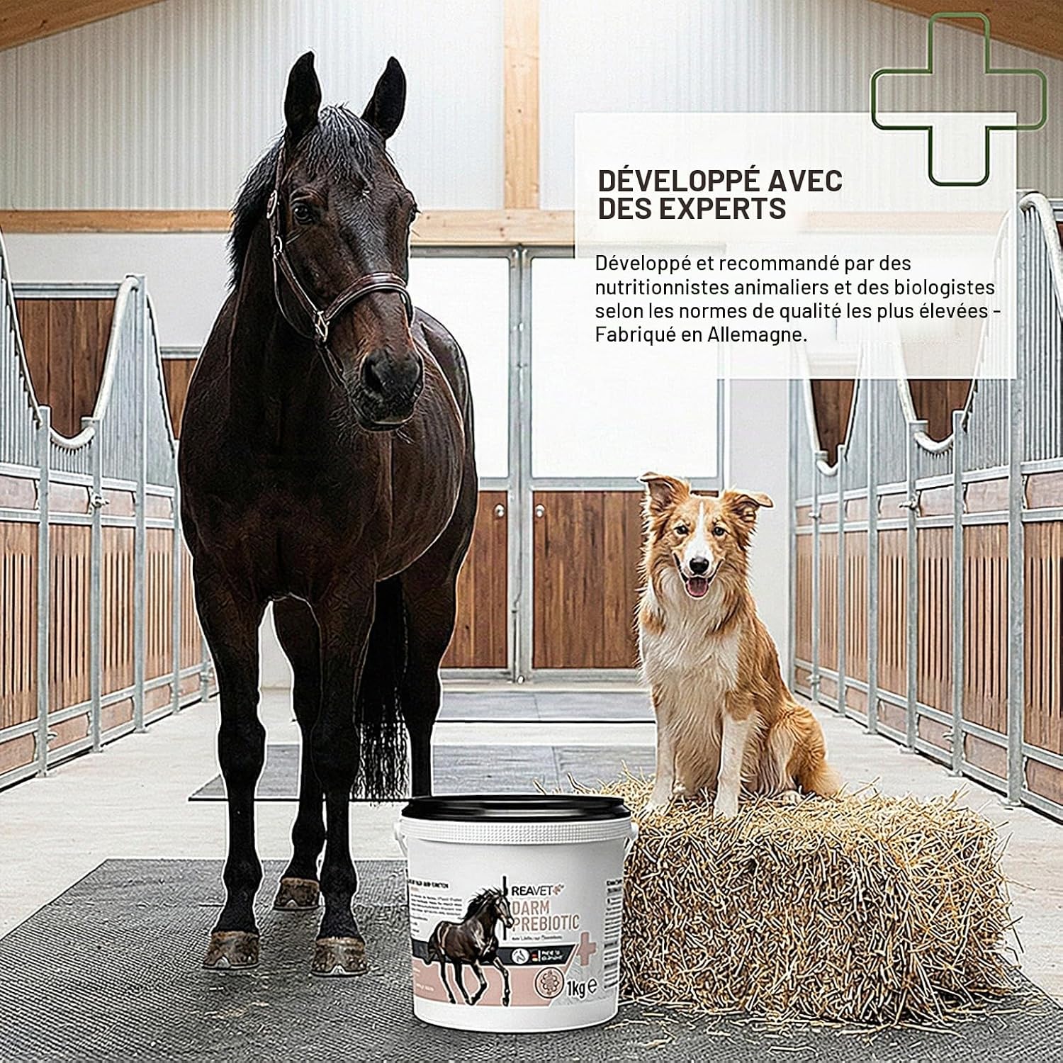 ReaVET Darm Prebiotic 1 kg for Horses, Gastrointestinal Horses, Fecal Water, Horses, Intestinal Problems Horse, Natural Product Without Cereals No Additives - Image 6