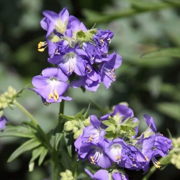 6 x Greek Valerian - Polemonium Caeruleum - Bucket 9x9cm - Image 2